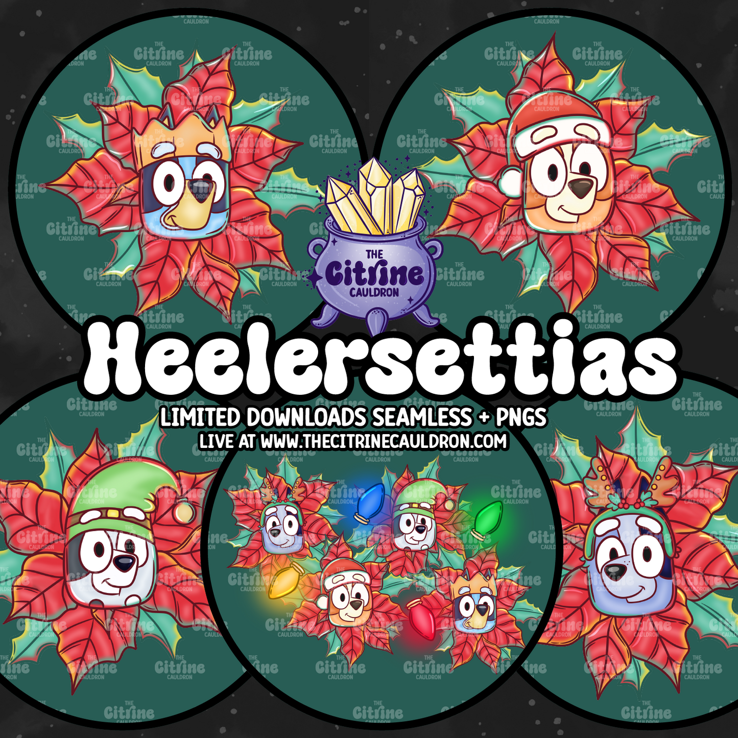 Heelersettias - Sublimation PNG